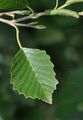 Grau-Erle - Alnus incana (L.) Moench