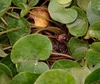 Gewöhnliche Haselwurz - Asarum europaeum L.