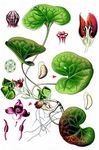 Gewöhnliche Haselwurz - Asarum europaeum L. 