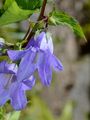 Sibirian Bellflower - Campanula sibirica L.