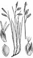 Schlamm-Segge - Carex limosa L.