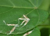 Indian-Bean-Tree - Catalpa bignonioides Walter