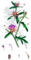 Red Star-Thistle - Centaurea calcitrapa L.