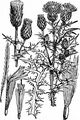 Acker-Kratzdistel - Cirsium arvense (L.) Scop.