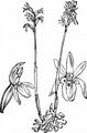 Coralroot Orchid - Corallorhiza trifida Châtel. 