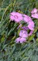 Ragged Pink - Dianthus seguieri Vill.