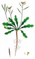 Ruten-Doppelsame - Diplotaxis viminea (L.) DC.