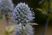 Blue Eryngo - Eryngium planum L.