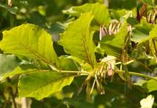 Blumen-Esche - Fraxinus ornus L.