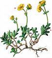 Alpine Rockrose - Helianthemum alpestre (Jacq.) DC.
