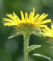 Hairy Fleabane - Inula hirta L.