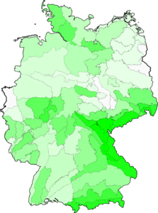 Arnica montana