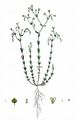 Purgier-Lein - Linum catharticum L.