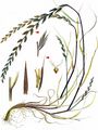 Italian Rye-Grass - Lolium multiflorum Lam.