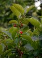 Alpine Honeysuckle - Lonicera alpigena L.