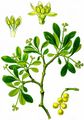 European Yellow Mistletoe - Loranthus europaeus Jacq.