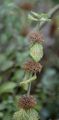 White Horehound - Marrubium vulgare L.