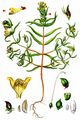 Small Cow-Wheat - Melampyrum sylvaticum L.