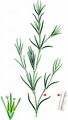 Slender Naiad - Najas flexilis (Willd.) Rostk. & W. L. E. Schmidt