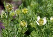 Black-Cumin - Nigella sativa L.