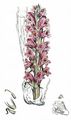 Knapweed Broomrape - Orobanche elatior Sutton