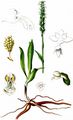 Small-White Orchid - Pseudorchis albida (L.) Á. Löve & D. Löve