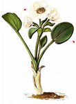 Herzblättriger Hahnenfuß - Ranunculus parnassiifolius L. 