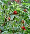 Red-Berried Elder - Sambucus racemosa L.