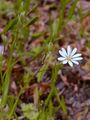 Lesser Stitchwort - Stellaria graminea L.