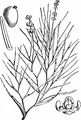 Fennel Pondweed - Stuckenia pectinata (L.) Börner