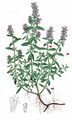 Large Thyme - Thymus pulegioides L.