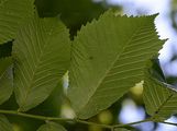 Wych Elm - Ulmus glabra Huds.