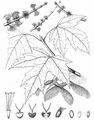 Silver Maple - Acer saccharinum L.