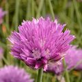 Gewöhnlicher Schnitt-Lauch - Allium schoenoprasum L.