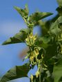 Gewöhnliche Osterluzei - Aristolochia clematitis L.