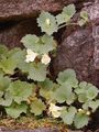 Trailing Snapdragon - Asarina procumbens Mill.