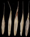 Hairy-Brome - Bromopsis ramosa (Huds.) Holub