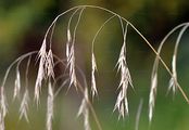 Hairy-Brome - Bromopsis ramosa (Huds.) Holub