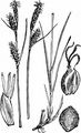 Filz-Segge - Carex filiformis L.