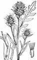 Yellow Star-Thistle - Centaurea solstitialis L.