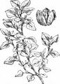 Stinking Goosefoot - Chenopodium vulvaria L. 