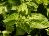 Kleinblütige Bergminze - Clinopodium nepeta (L.) Kuntze