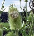 Cut-Leaved Teasel - Dipsacus laciniatus L.