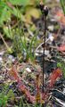Great Sundew - Drosera longifolia L.