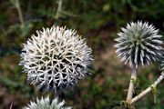 Globe-Thistle - Echinops exaltatus Schrad.