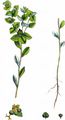 Broad-Leaved Spurge - Euphorbia platyphyllos L.