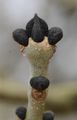 Ash - Fraxinus excelsior L.
