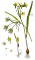 Wald-Gelbstern - Gagea lutea (L.) Ker Gawl.