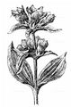 Ungarischer Enzian - Gentiana pannonica Scop.