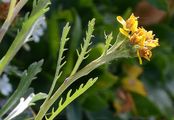 Krainer Greiskraut - Jacobaea incana (L.) Veldkamp